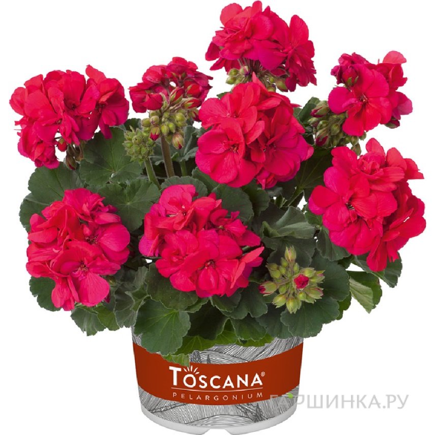 Пеларгония зональная Toscana Castello Neon Purple