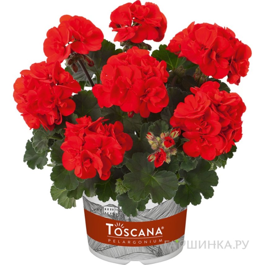Пеларгония зональная Toscana Castello Red