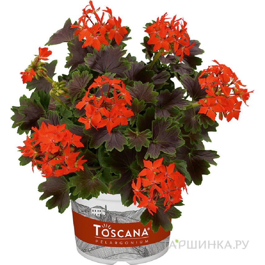 Пеларгония зональная Тоскана Шоколад