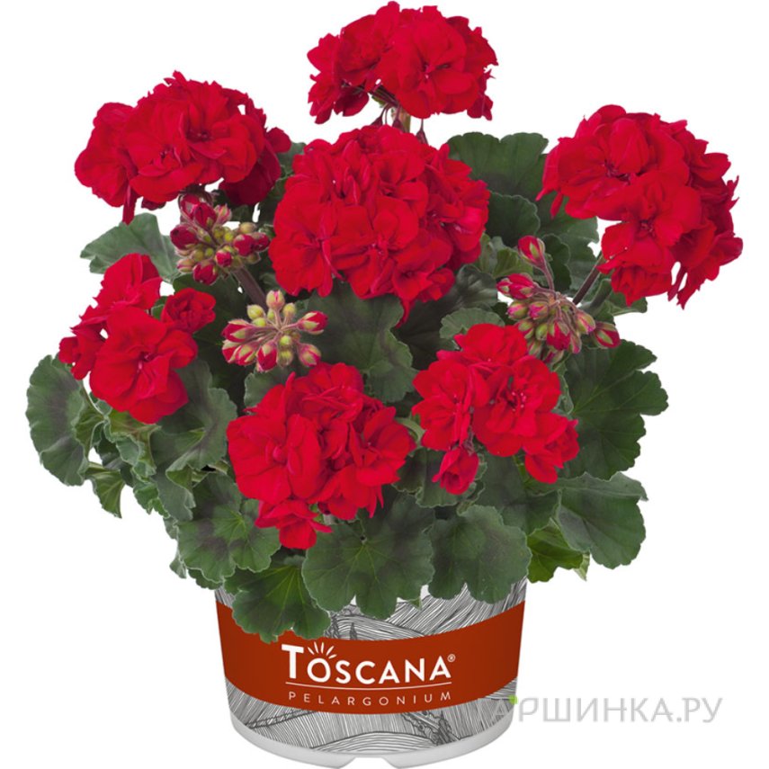Пеларгония зональная Toscana Magnus