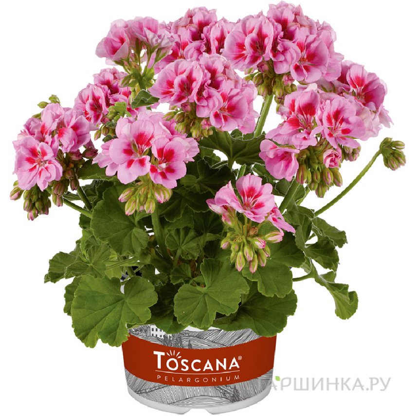 Пеларгония зональная Toscana Trend Lavender Pink Eye