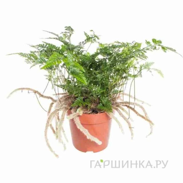 Даваллия