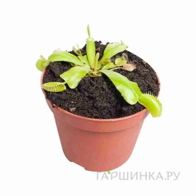 Дионея Мусципула