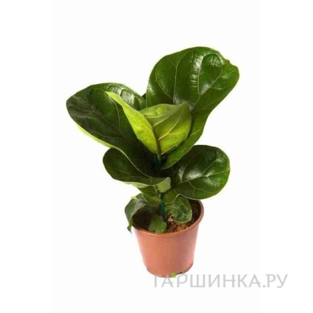 Фикус лирата Бамбино