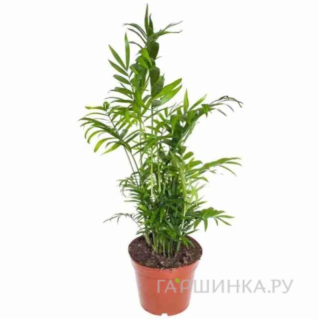 Хамедорея
