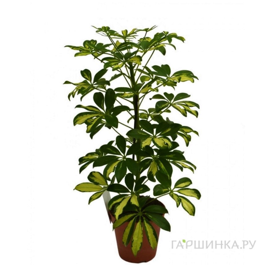 Шеффлера Герда
