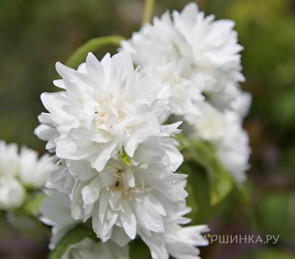Чубушник (жасмин садовый) Снежная буря