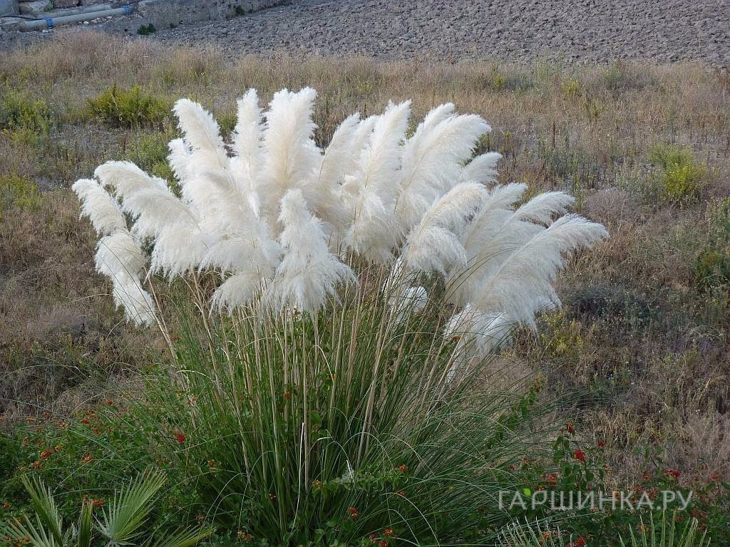 Пампасная трава (Кортадерия) Тини Пампа