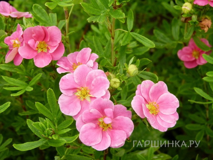 Лапчатка кустарниковая Лавли Пинк