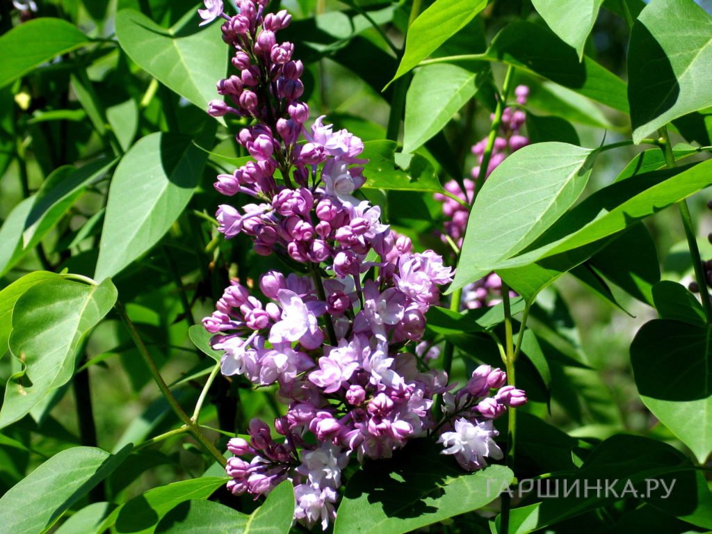 Сирень обыкновенная