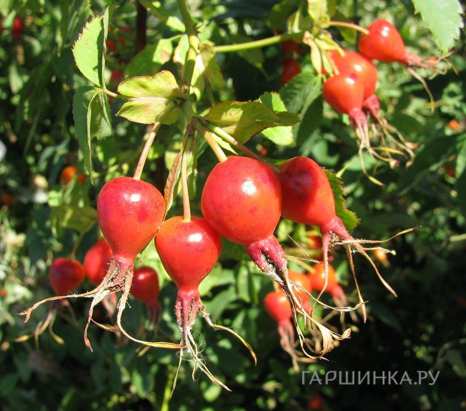 Шиповник Воронцовский