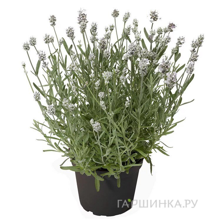 Лаванда Эрли Вайт Сцент