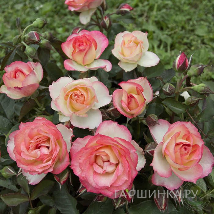 Роза Анна Молинари, Барни