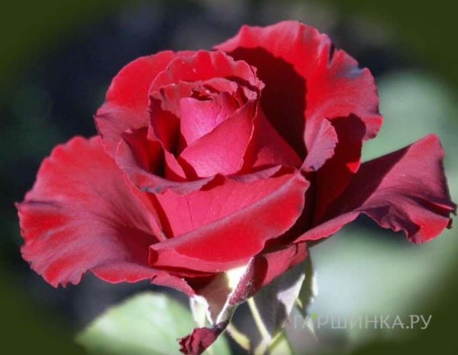 Роза Эротика
