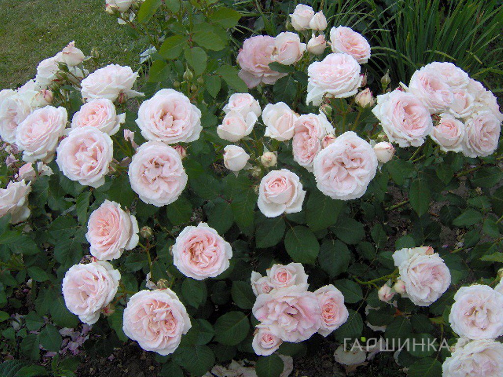 Роза Клер Роуз флорибунда