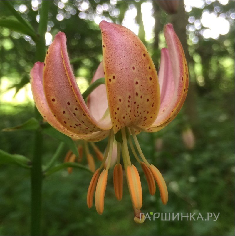 Лилия Фейри Монинг кудреватая