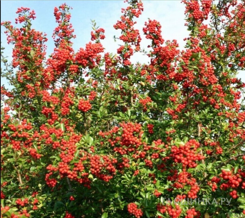 Пираканта Ред Колумн