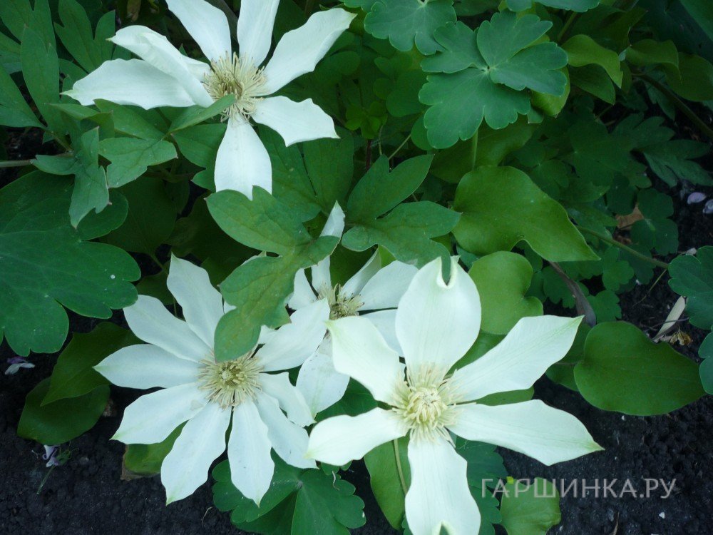 Клематис Мунлайт (2)