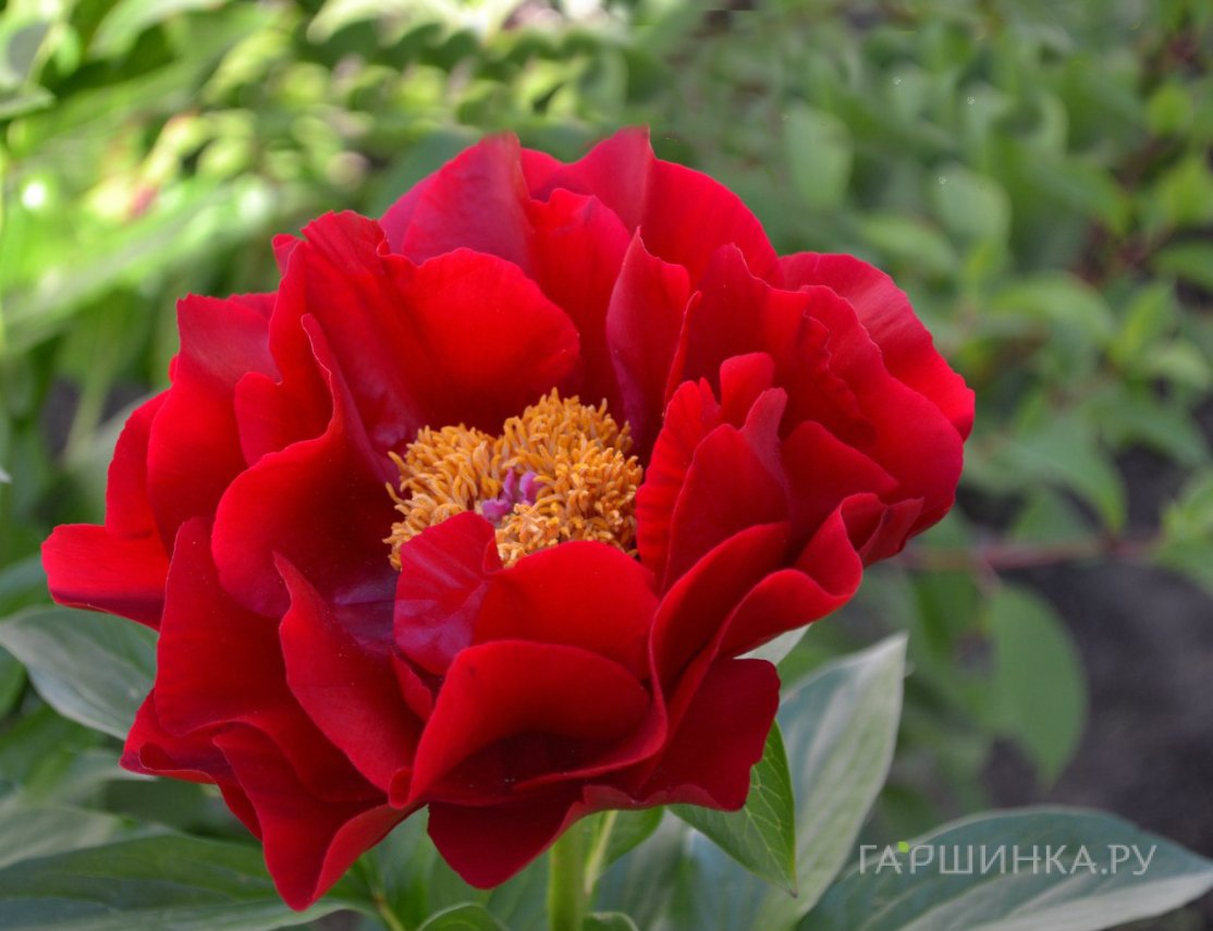 Пион Макинак Гранд