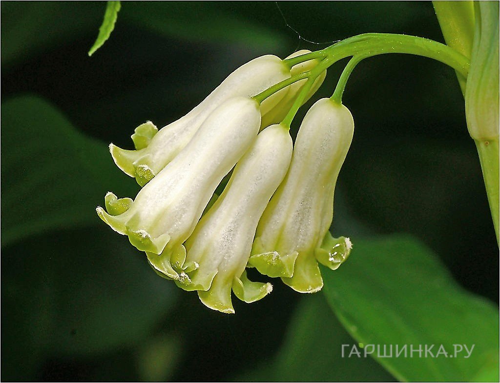 Купена многоцветковая