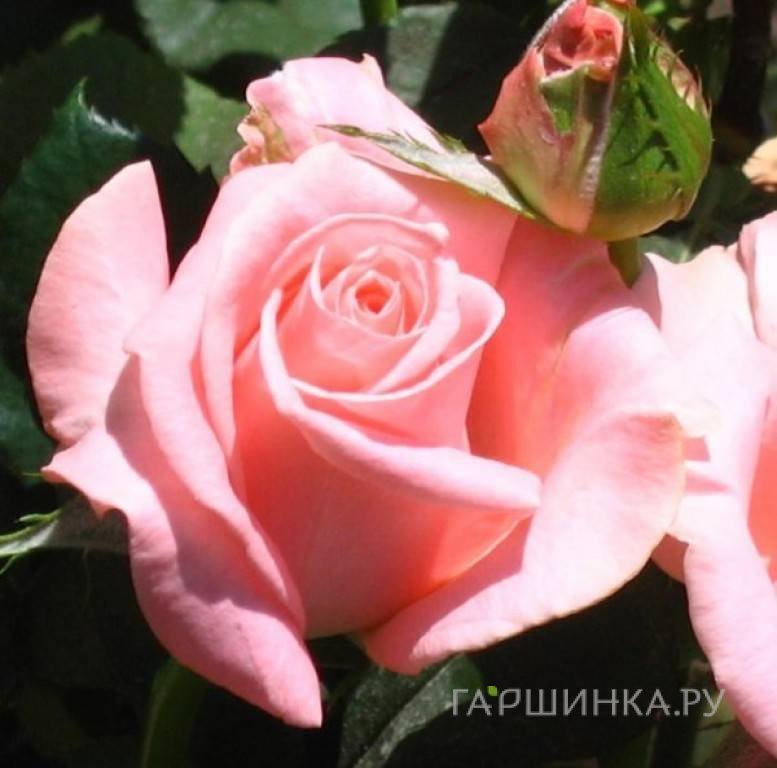 Роза Дезире чайно-гибридная, Тантау
