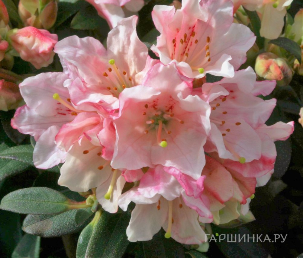 Рододендрон карликовый Ви Би