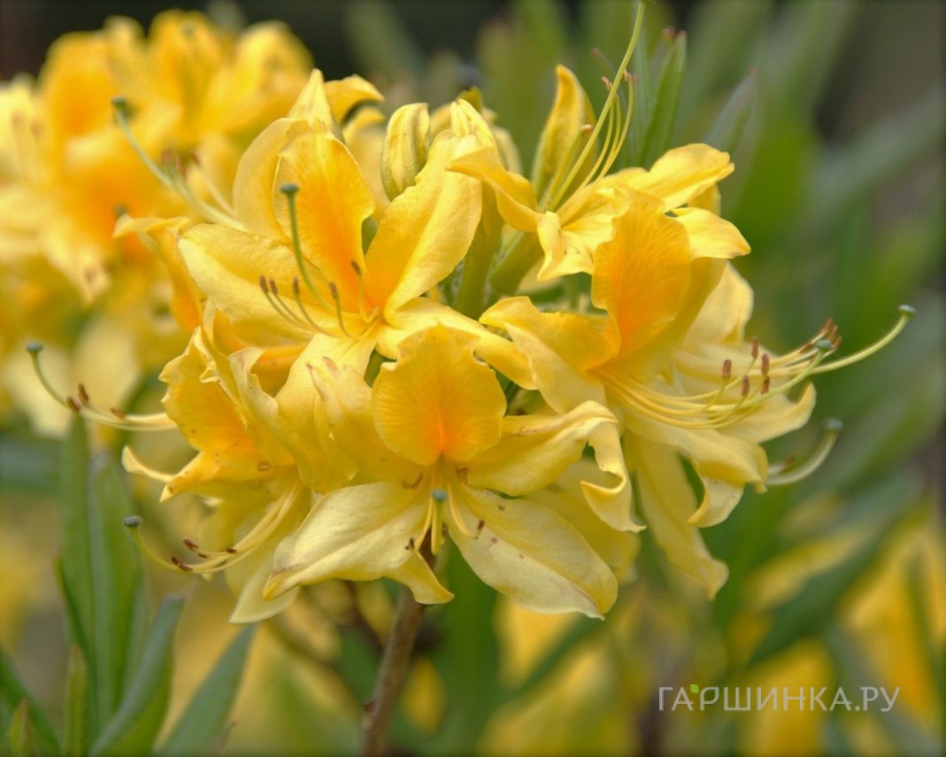 Рододендрон (Азалия) Лютеум