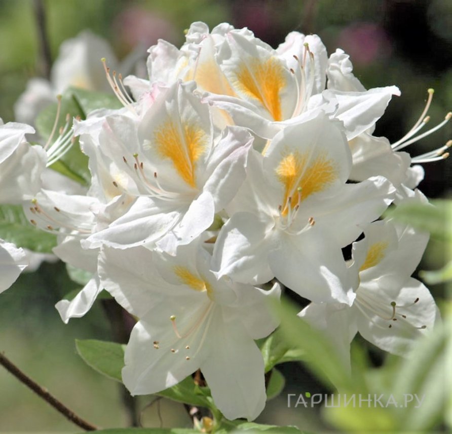 Рододендрон (Азалия) Персил