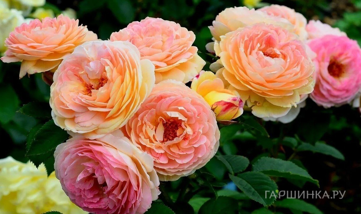 Роза Розоман Жанон кустарниковая, Imperial Rose