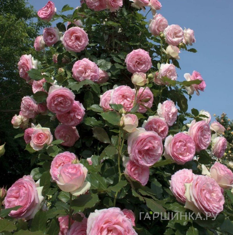 Роза Гримпант Пьер де Ронсар плетистая, Imperial Rose