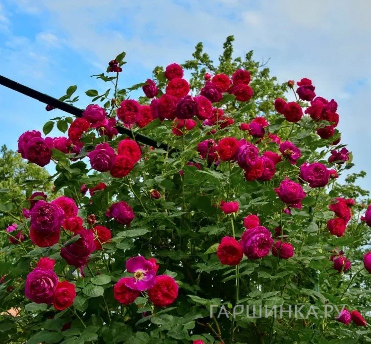 Роза Фальстаф плетистая, Imperial Rose