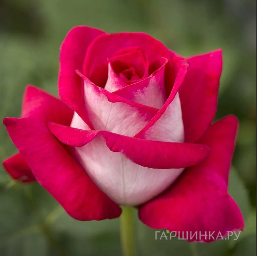 Роза Моника Белуччи чайно-гибридная, Imperial Rose