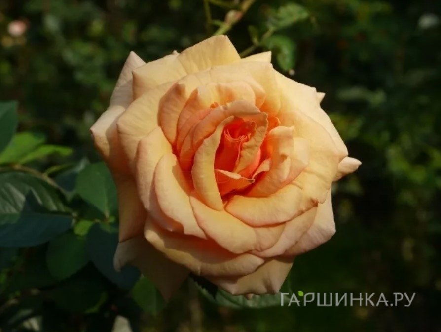 Роза Пако Рабан чайно-гибридная, Imperial Rose
