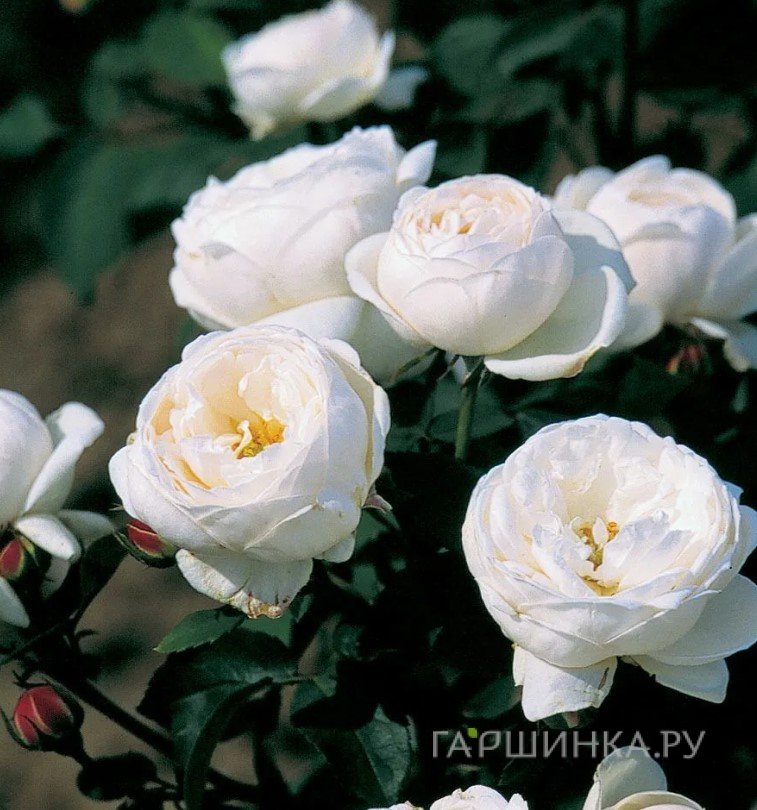 Роза Бьянка флорибунда, Империал Роуз