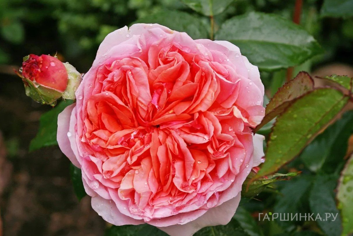 Роза Колет флорибунда, Imperial Rose