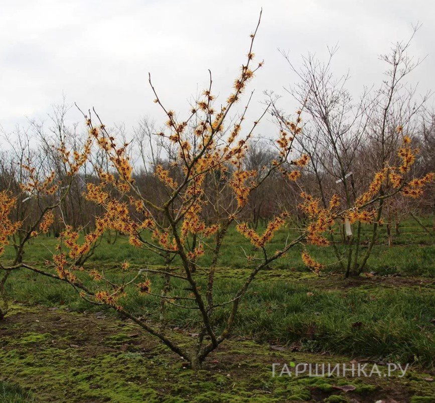 Гамамелис Оранж Бьюти