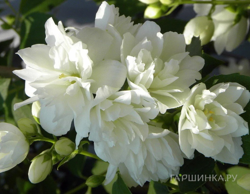 Чубушник Перлс оф Парфюм