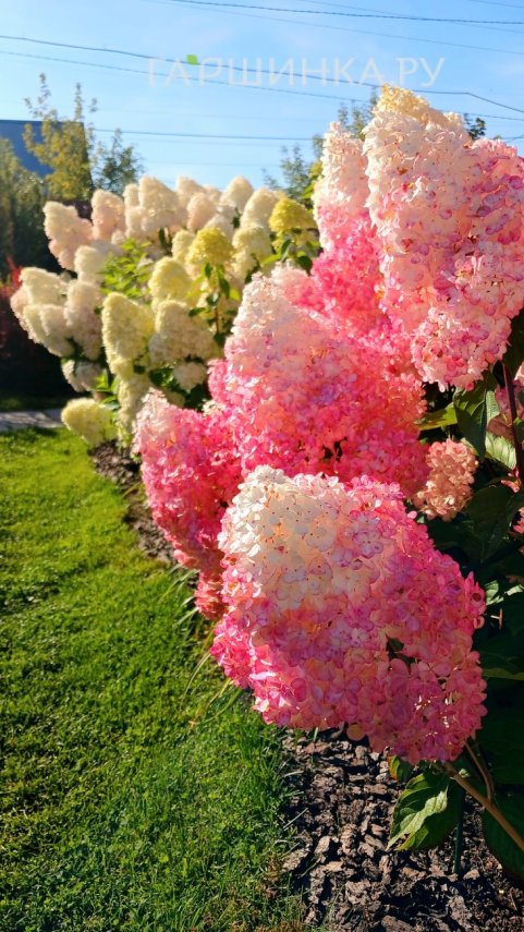 Гортензия Ванила Фрайз метельчатая