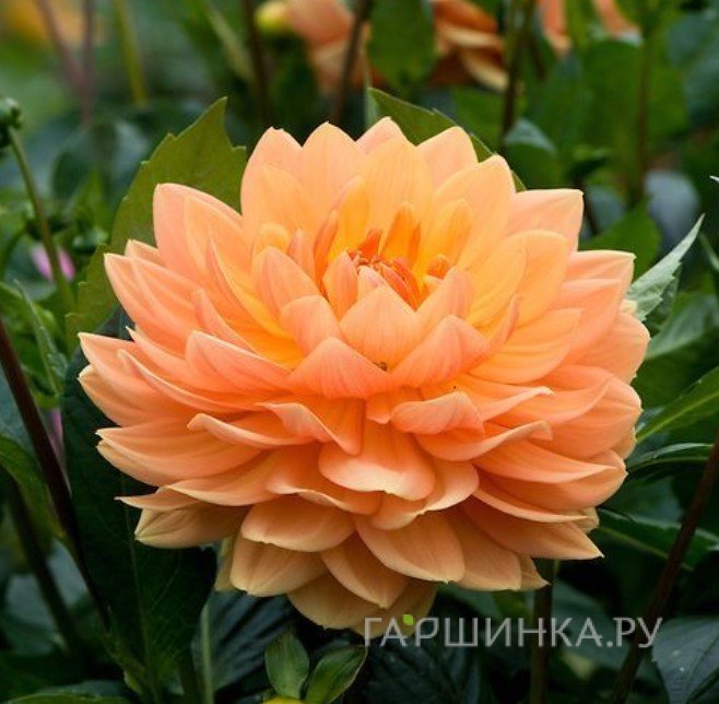 Георгина Ранчо декоративная