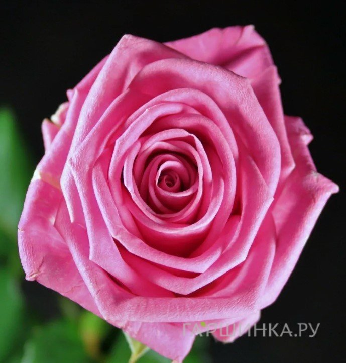 Роза Аква