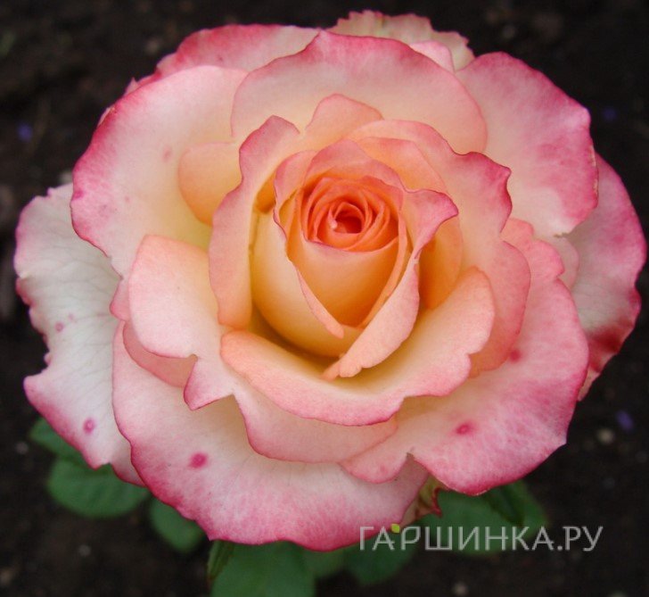 Роза Дуэт, Питомник роз