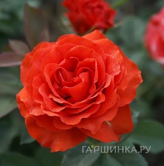 Роза Эль Торо флорибунда