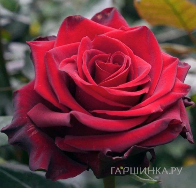 Роза Эксплорер