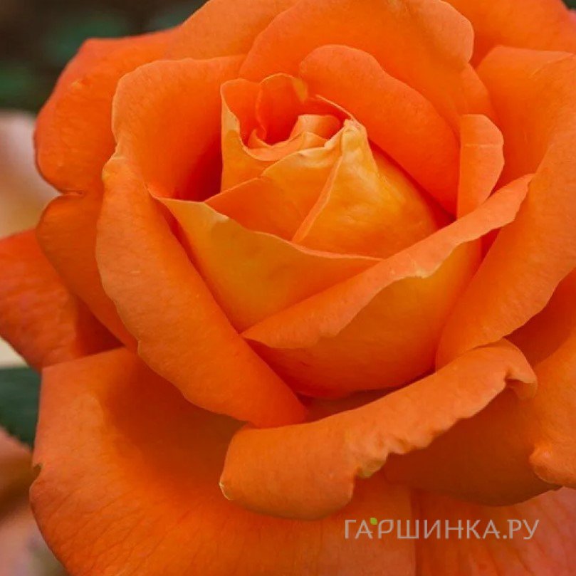 Роза Луи Де Фюнес чайно-гибридная