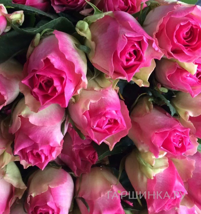 Роза Малибу