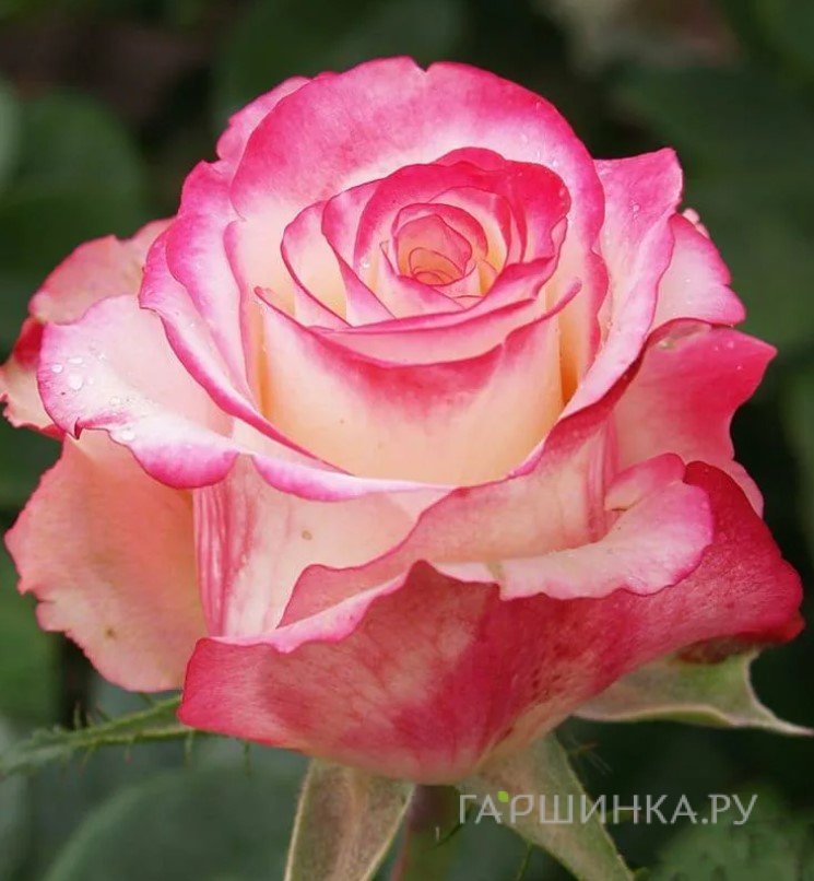 Роза Свитнес, Питомник роз