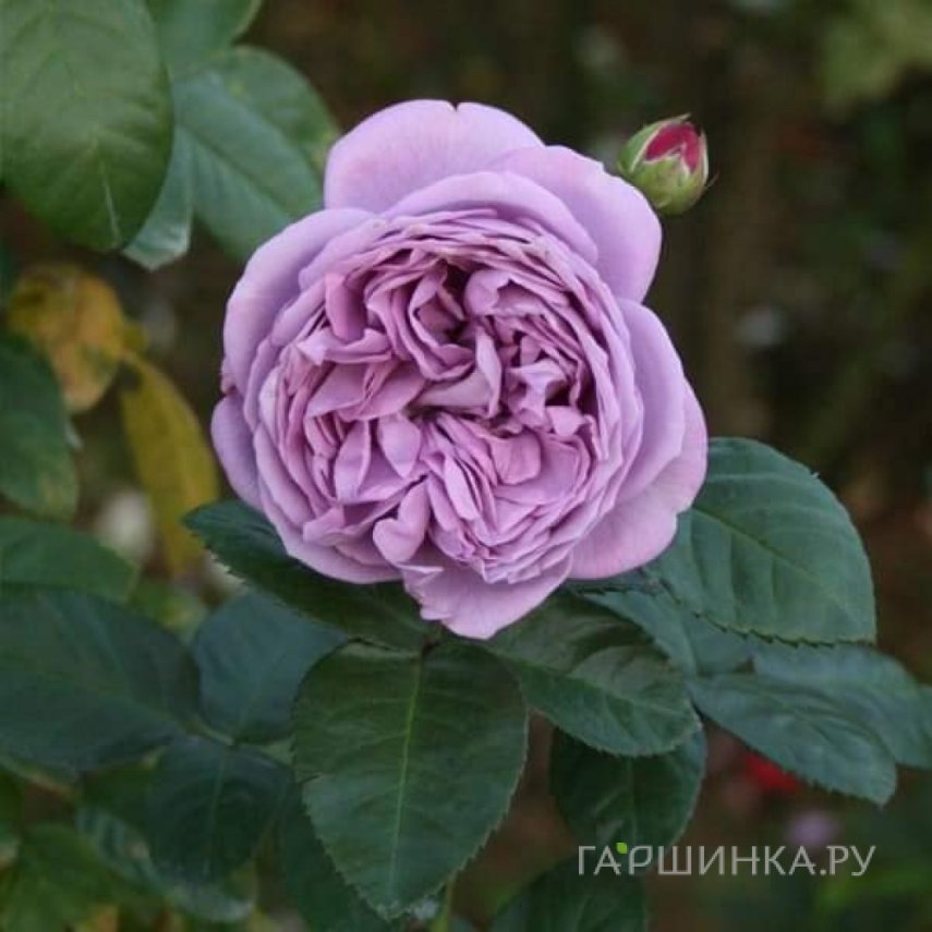Роза Блю Скай Фри, Питомник роз