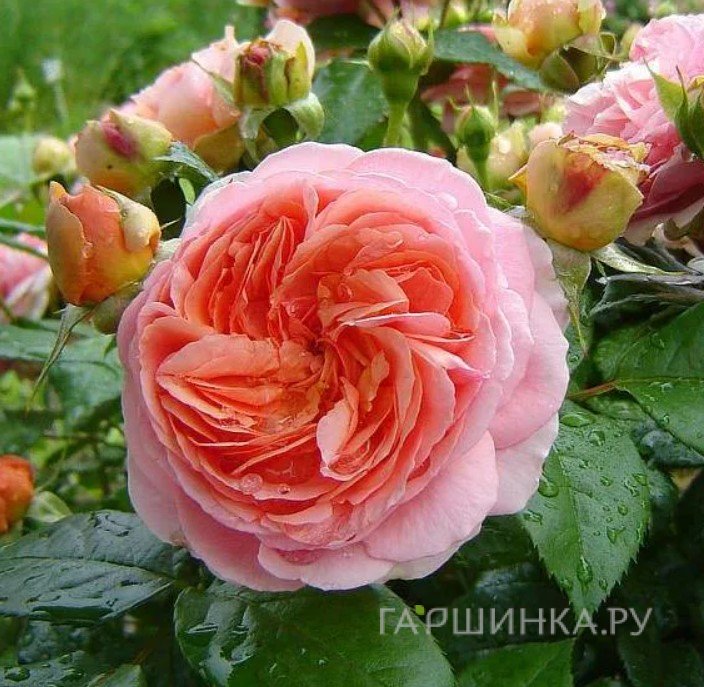 Роза Чиппендейл