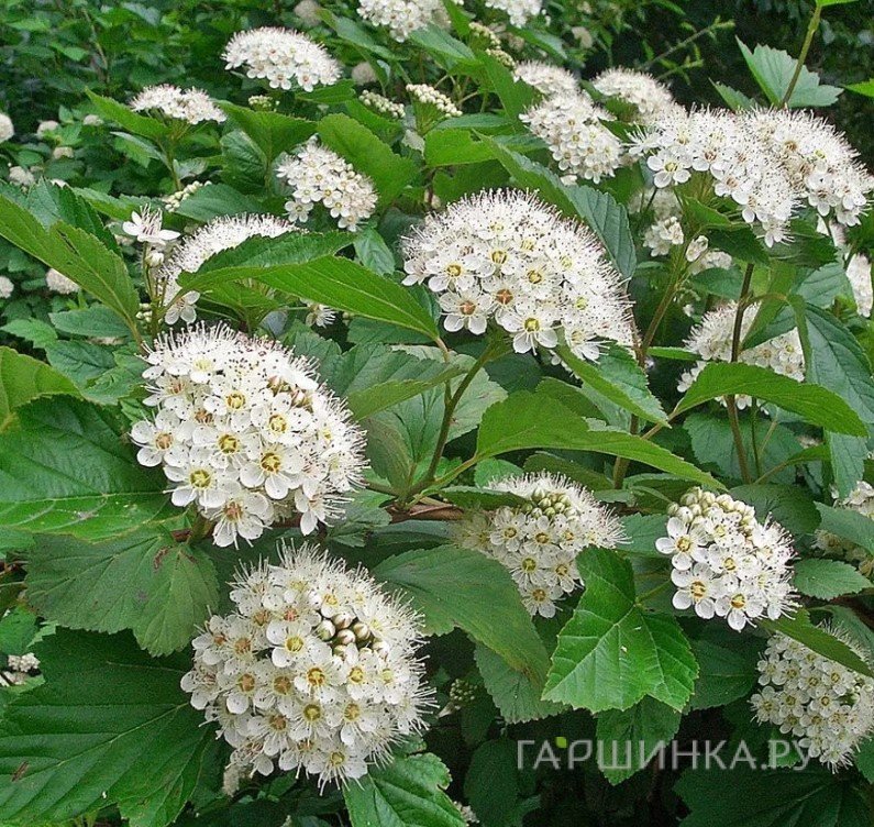Пузыреплодник Нанус