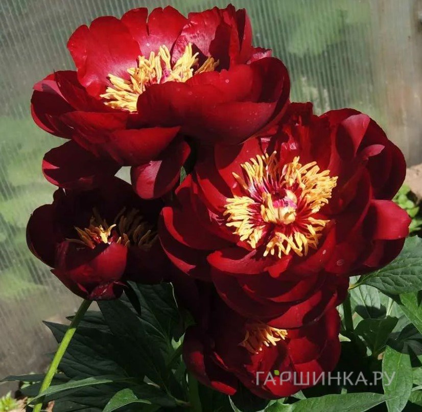 Пион Бакай Белл